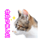 子猫の詰め合わせ3（個別スタンプ：9）