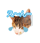 子猫の詰め合わせ3（個別スタンプ：23）