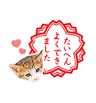 子猫の詰め合わせ3（個別スタンプ：25）