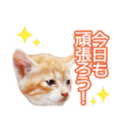 子猫の詰め合わせ3（個別スタンプ：27）