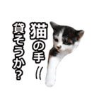 子猫の詰め合わせ3（個別スタンプ：35）