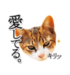 子猫の詰め合わせ3（個別スタンプ：38）