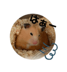 もちゃ丸familyの日常（個別スタンプ：1）