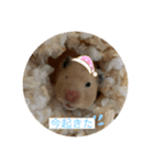 もちゃ丸familyの日常（個別スタンプ：5）
