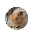 もちゃ丸familyの日常（個別スタンプ：8）
