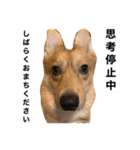 アホ犬LUCCI（個別スタンプ：2）