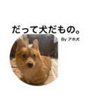 アホ犬LUCCI（個別スタンプ：11）