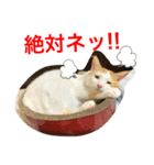 トラチワちゃん♪♪♪♪（個別スタンプ：1）