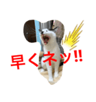 トラチワちゃん♪♪♪♪（個別スタンプ：2）