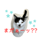 トラチワちゃん♪♪♪♪（個別スタンプ：4）