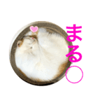トラチワちゃん♪♪♪♪（個別スタンプ：6）