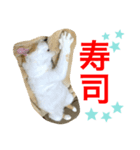 トラチワちゃん♪♪♪♪（個別スタンプ：8）