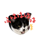 ニケ＆ハロ（個別スタンプ：3）