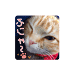 meiちゃんスタンプ【1】（個別スタンプ：15）