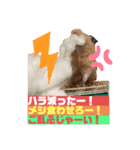 くまごろうスタンプ2（個別スタンプ：4）