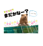くまごろうスタンプ2（個別スタンプ：8）