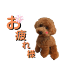 【トイプードルSAKU ＆ いと】（個別スタンプ：1）