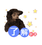 【トイプードルSAKU ＆ いと】（個別スタンプ：5）