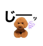【トイプードルSAKU ＆ いと】（個別スタンプ：6）