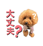 【トイプードルSAKU ＆ いと】（個別スタンプ：7）
