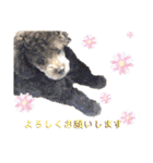 【トイプードルSAKU ＆ いと】（個別スタンプ：10）