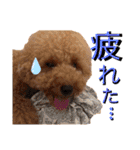 【トイプードルSAKU ＆ いと】（個別スタンプ：13）