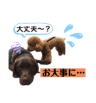 【トイプードルSAKU ＆ いと】（個別スタンプ：14）
