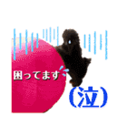 【トイプードルSAKU ＆ いと】（個別スタンプ：16）
