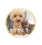 【トイプードルSAKU ＆ いと】（個別スタンプ：17）