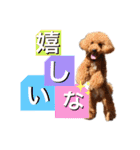 【トイプードルSAKU ＆ いと】（個別スタンプ：23）