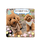 【トイプードルSAKU ＆ いと】（個別スタンプ：28）