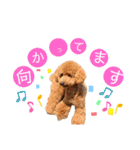 【トイプードルSAKU ＆ いと】（個別スタンプ：30）
