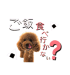 【トイプードルSAKU ＆ いと】（個別スタンプ：31）