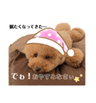 【トイプードルSAKU ＆ いと】（個別スタンプ：37）