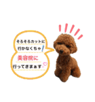 【トイプードルSAKU ＆ いと】（個別スタンプ：40）