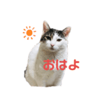 あんちょのスタンプ（個別スタンプ：1）