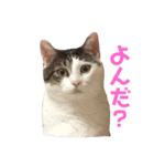 あんちょのスタンプ（個別スタンプ：5）