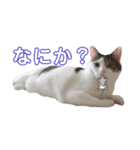 あんちょのスタンプ（個別スタンプ：6）