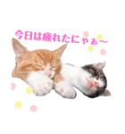 子猫 双子（個別スタンプ：1）