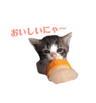 子猫 双子（個別スタンプ：2）