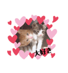 子猫 双子（個別スタンプ：3）