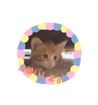 子猫 双子（個別スタンプ：4）