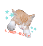 子猫 双子（個別スタンプ：5）
