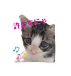 子猫 双子（個別スタンプ：6）