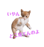 子猫 双子（個別スタンプ：7）