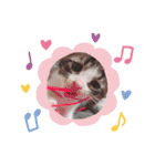 子猫 双子（個別スタンプ：8）