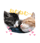 子猫 双子（個別スタンプ：9）