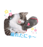 子猫 双子（個別スタンプ：10）