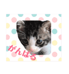 子猫 双子（個別スタンプ：11）