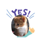 子猫 双子（個別スタンプ：12）